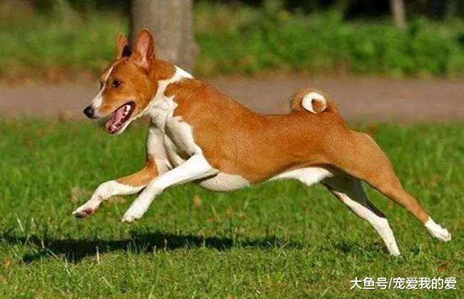 狗狗智商排名倒数的10位？让我来看看都是哪些傻狗……