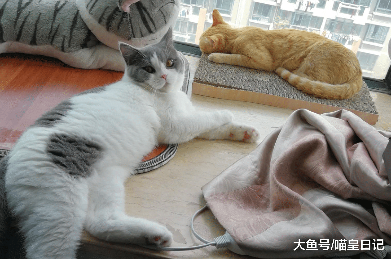 多猫家庭需要注意这四件事，给每只喵星人独立的空间才是正确的