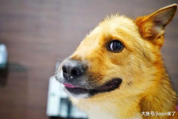 流浪狗被人用铁锹削掉半张脸……好心人伸出援手拒绝安乐死！