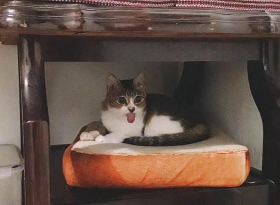 猫咪舔毛忘了收舌头，就这样晃着舌头卖萌，主人吐槽你是白无常吗