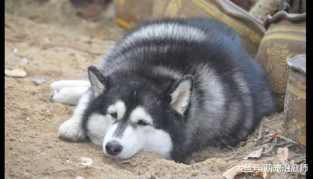 阿拉斯加趴在地上眼神迷离, 都快胖成球了, 一看就是奶奶带大的!