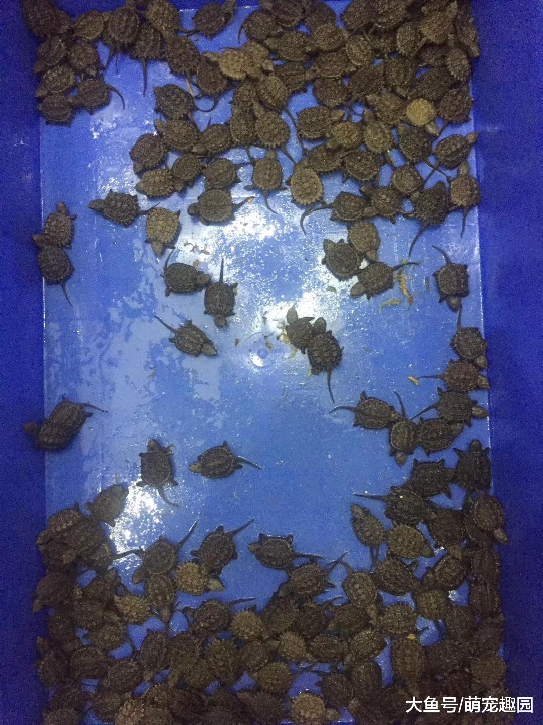 预防鳄龟咬尾的方法