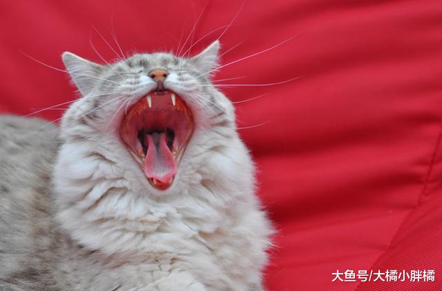 猫咪得了口腔炎不用怕，2种有效治疗方法，别忘了给猫咪改善伙食