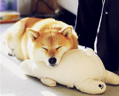 家里狗味太重，除臭劑究竟有沒有用？那又如何挑選好的除臭劑呢？