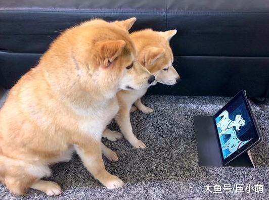 拒绝成为落汤狗，一到下雨天柴犬们开启追剧模式，宅在家里看动漫