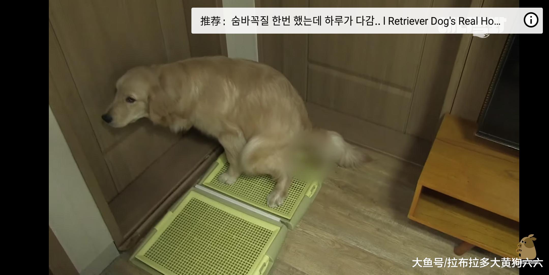 因为难以忘记小时候的玩伴，这只狗陷入了单相思之恋，郁郁寡欢