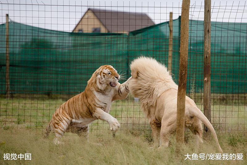作为动物界中的古惑仔，烫头的和纹身的一言不合就开撕，谁更厉害？