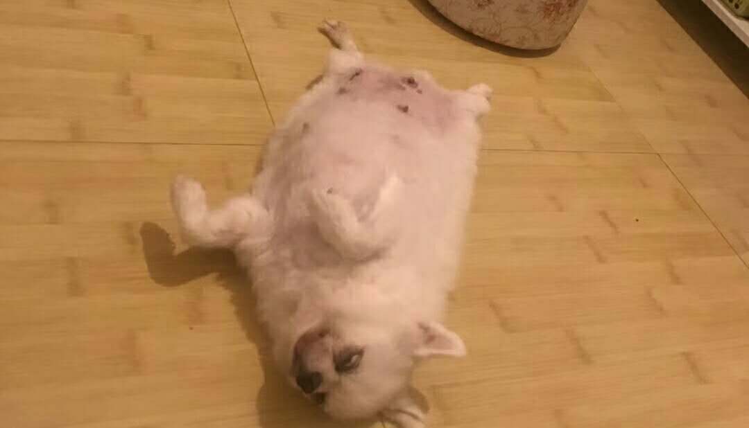 养了3年的小白狗, 成为家庭的一份子后, 却被亲戚吃了