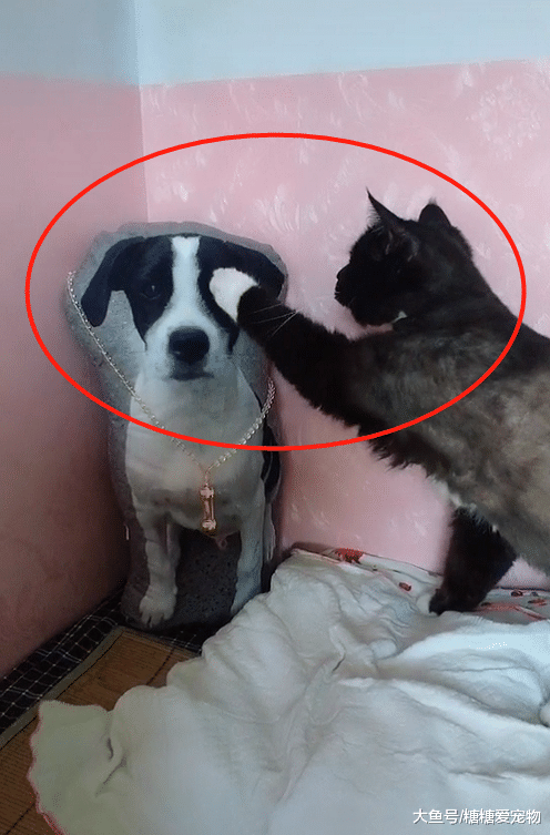 狗狗离开的第7天，猫咪的反应感动哭，猫：老伙计，我好想你