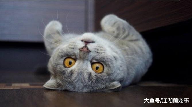 猫咪撒娇的4种表现，如果你从来没有见过，那你的猫咪可以扔了