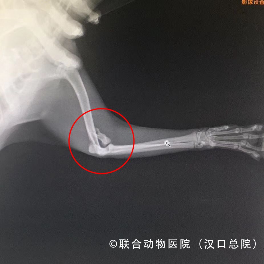 猫咪狗狗骨折了怎么办？扒一扒宠物“骨子里”的那些事