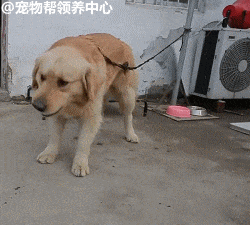 大金毛性骚扰阿拉被警察蜀黍抓，没想到它竟是大胃王险将派出所吃垮！