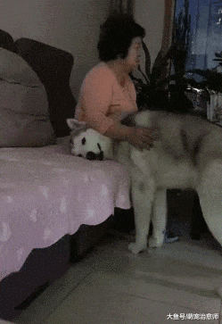 哈士奇回到家就钻进妈妈怀抱里，还对着网友嘲笑，表情太贱了！