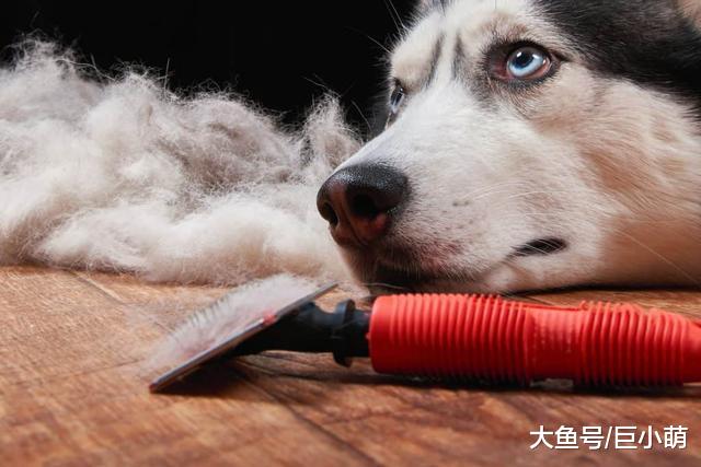 你的狗是不是疯狂掉毛？如果掉毛过多，可能需要给狗狗补充脂肪酸