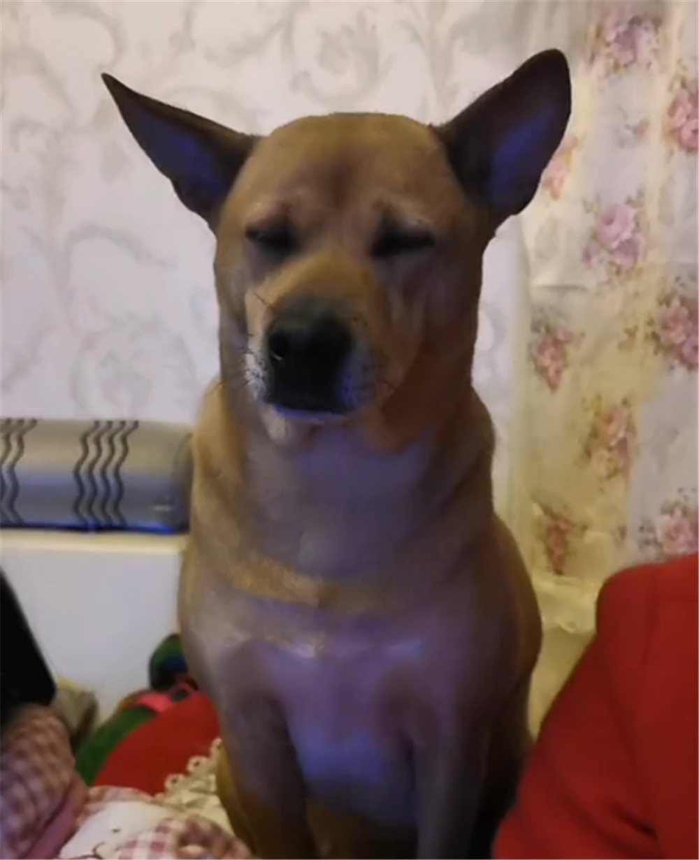 主人熬夜打牌，大黃狗蹲在一旁犯瞌睡，狗：困成狗了……