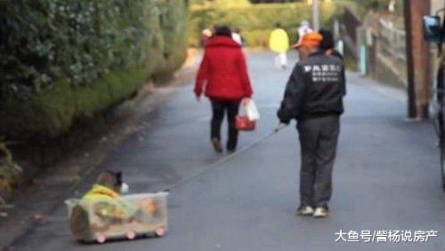 老爷爷公园里推着一只哈士奇散步，靠近仔细一看，热泪盈眶