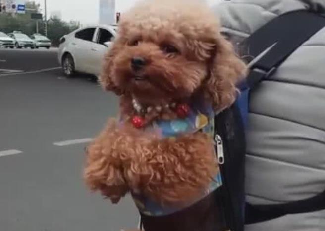 鏟屎官騎單車遛泰迪，狗瑟瑟發抖的模樣亮了，路人一看笑到胃抽筋