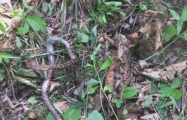 【毒蛇】“野山参”旁边为什么总有毒蛇？