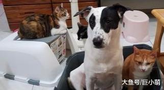 一开鱿鱼立刻被8猫2狗包围，主人淡定吃零食，就当它们不存在