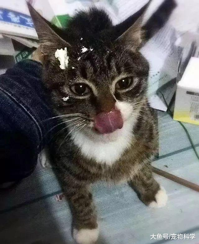 左手一只猫右手一只猫脚上再加一个汤婆子
