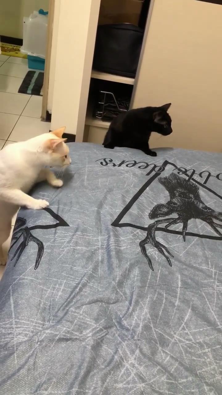 黑白猫夫妻抱团围殴床单上的小鹿，气势汹汹，快离开我家！