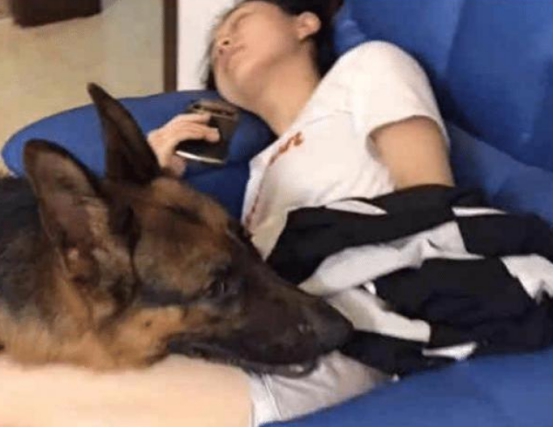 女主人睡着后牧羊犬慢慢靠近，它接下来的行为，男主人很惭愧