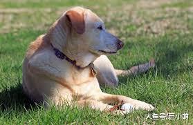 狗狗为什么都喜欢晒太阳？阳光是狗狗的天然补钙维生素