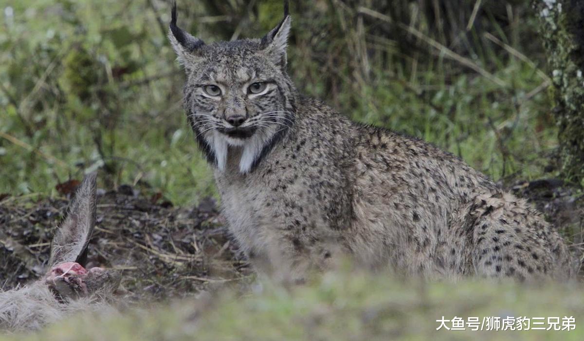常被误会的猞猁，它不是“恶魔”，也没人们想得那么孤独
