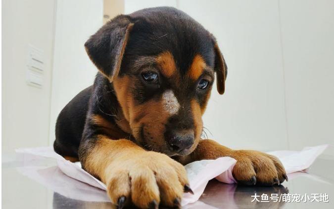 3种玩具抓周， 小汪二话不说直接冲向长期饭票，让她无奈又好笑