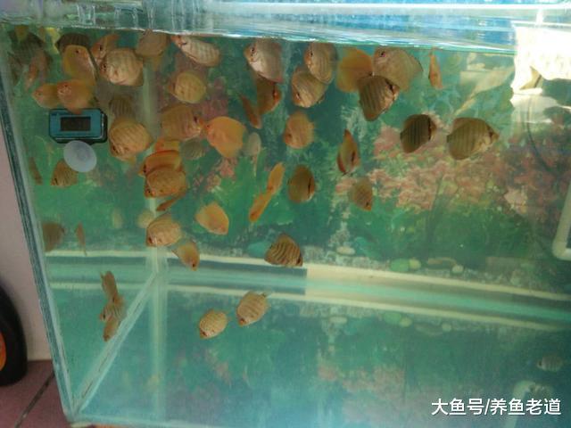 观赏鱼出现了白便肠炎的问题，我们就需要立刻下药治疗吗？