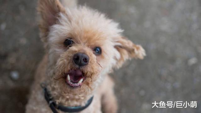 狗狗想要什么就对主人大叫，这样对吗？错在主人，要改