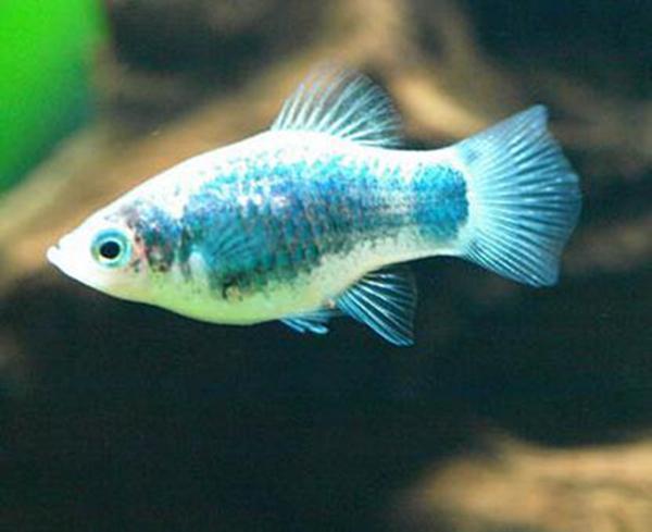 地球10大最好養的觀賞魚，紅劍魚榜首，孔雀魚第六，你養了哪種？