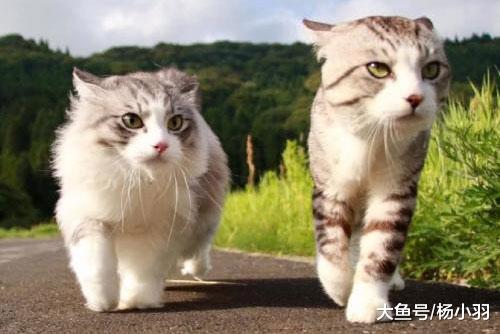 养流浪猫千日终于派上用场，网友通过“猫脉”找回走失2天的猫