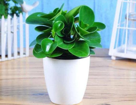 这4种植物最适合上班一族，放它半个月不浇水，反而越长越茂密
