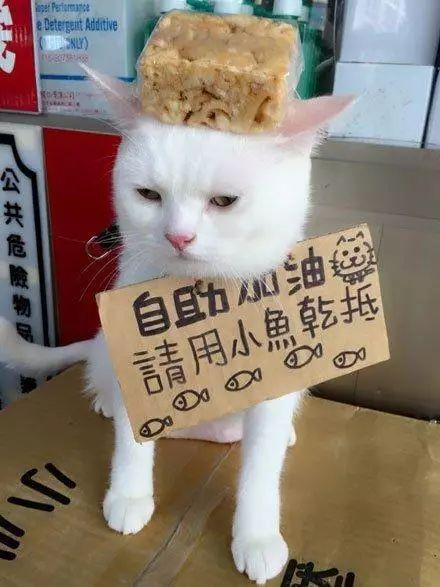 主人让自己家喵星人看店, 网友: 涉嫌雇佣童工, 猫咪留下主人带走