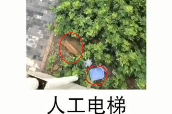 猫咪每天出门遛弯，定时坐人工电梯回家，这猫懂事又省心！