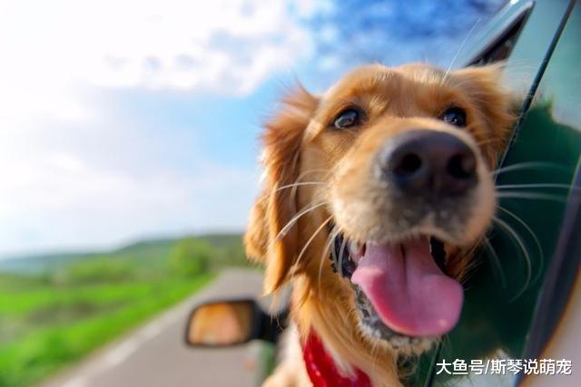 带宠物自驾游是怎样的体验？
