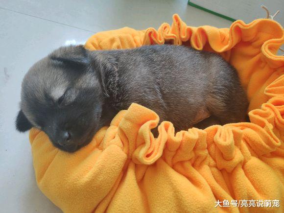 网友给小狗弄了个睡袋，这样睡觉就不会冷了，可它总睡出来