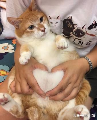 主人用盒子收集猫毛，从高二到大四，六年收获一块大砖头