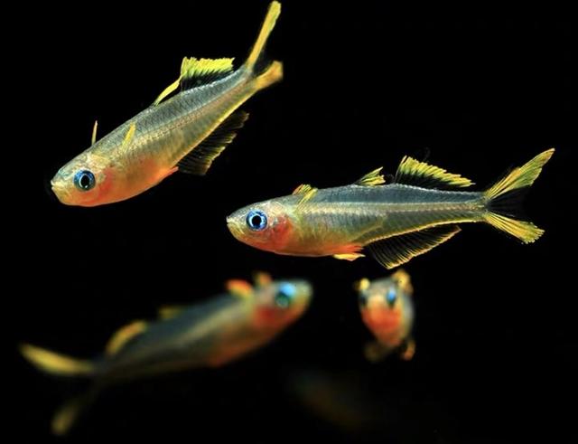 小型观赏鱼：霓虹燕子
