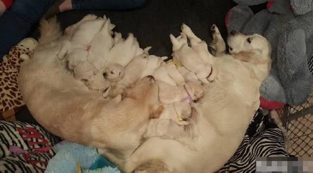 两只二哈同时怀孕，主人喜获16只狗宝宝，虽然高兴家却毁了