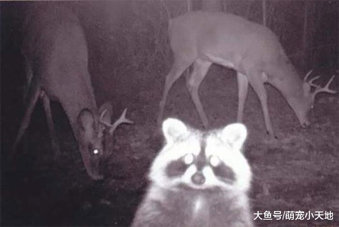 面露凶光！２４张具有威胁感的动物，可爱的你们去哪了？！