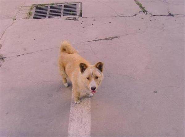 公司楼下出现了只流浪狗，女子好心每天喂食它，它这样报答女子！