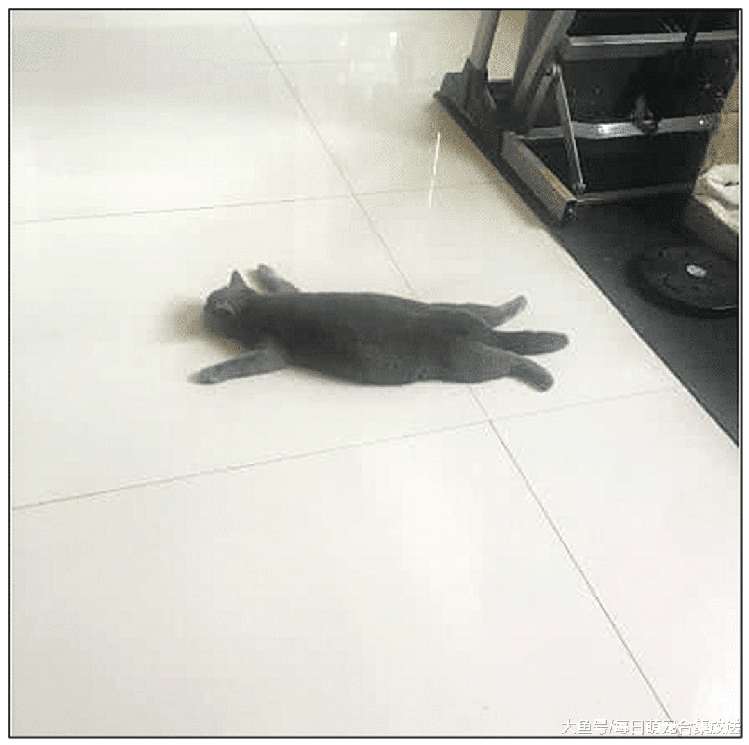 主人出门忘给蓝猫留猫粮，下班后急忙赶回家，开门一看直接愣住了