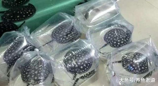 为什么有的观赏鱼需要过温过水，有的到家就可以直接往鱼缸里丢？