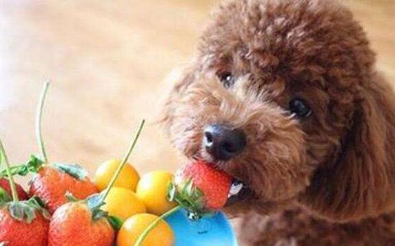 狗狗吃水果好处多多！可吃错了，没营养不说，还会危及生命！