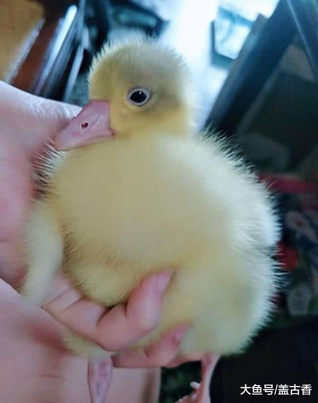 人称村恶霸之一的大鹅，在村里横行霸道，谁敢动我，干它！