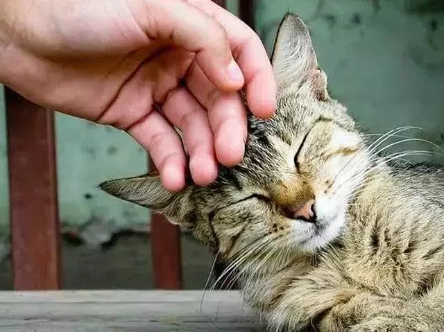 猫咪被派去感化囚徒，本以为会遭遇风险，不想众恶人都成了猫奴