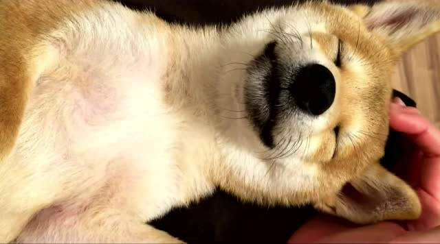 人与狗的感情是对等的，狗狗有这些行为表明：它对你是真爱！