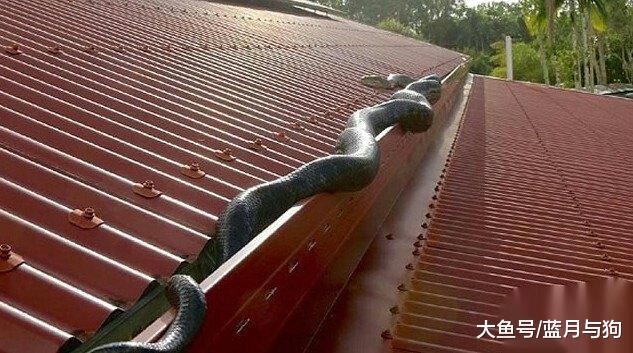 妻子阁楼养另一户人家40年之久，丈夫无意间发现，直接选择离婚